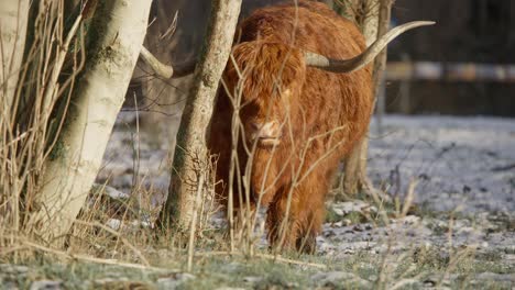 furry brown horned highland cow bull ruminating in winter woodland