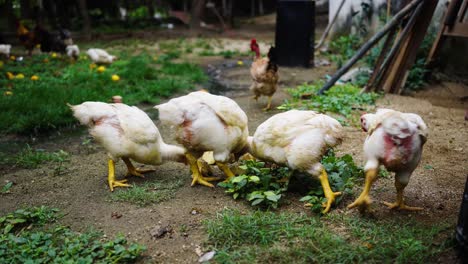 Stock-footage-captures-the-gritty-reality-of-survival-in-a-third-world-setting,-showing-undernourished-chickens-pecking-at-potatoes-in-a-desperate-bid-for-sustenance