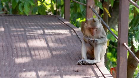 macaque sits and observes surroundings quietly