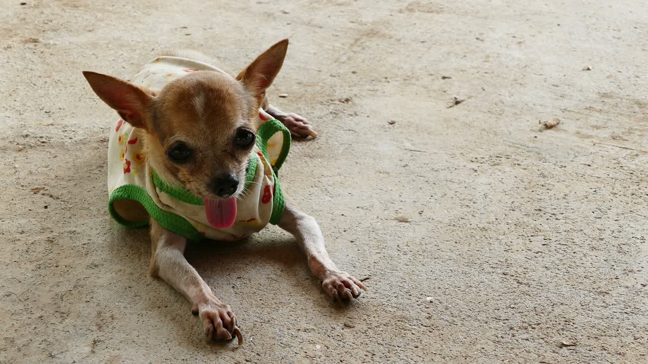 chihuahua descansando en el suelo de hormigón