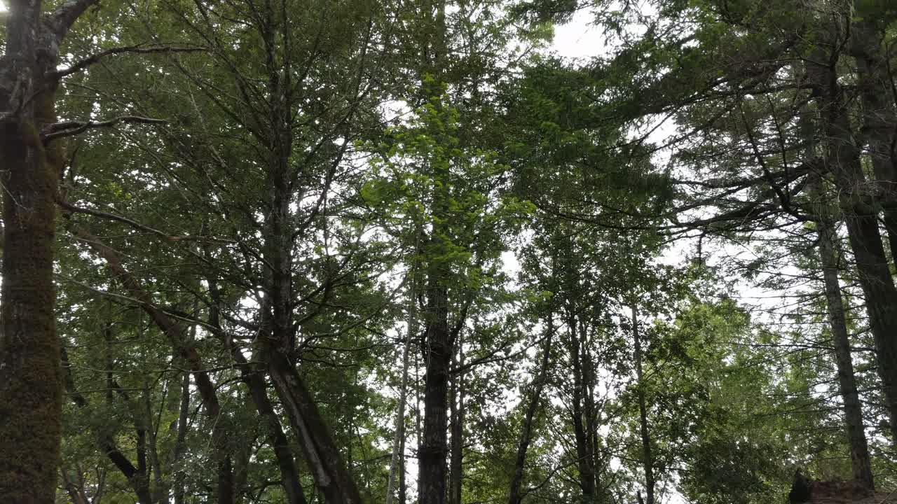 Redwood forest looking up in 4k