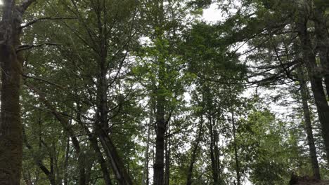redwood forest looking up in 4k