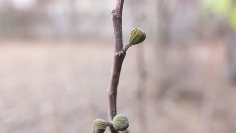 close up of young gooseberry fruits on leafless stem