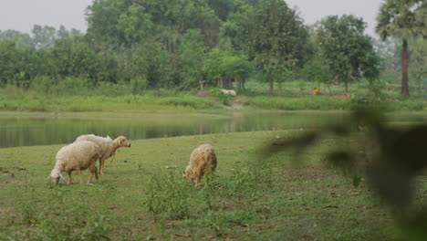 Ovejas-Comiendo-Hierba-En-Un-Campo-Verde,-Pradera-Cerca-De-Un-Estanque,-Hermosa-Naturaleza-cámara-Lenta-4k