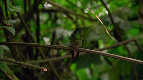 An-iridescent-green-hummingbird-sits-on-a-branch-in-a-dark-forest-in-Ecuador,-South-America-before-flying-away