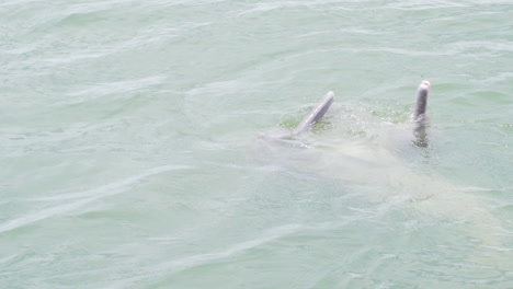 two river dolphins interacting and playing