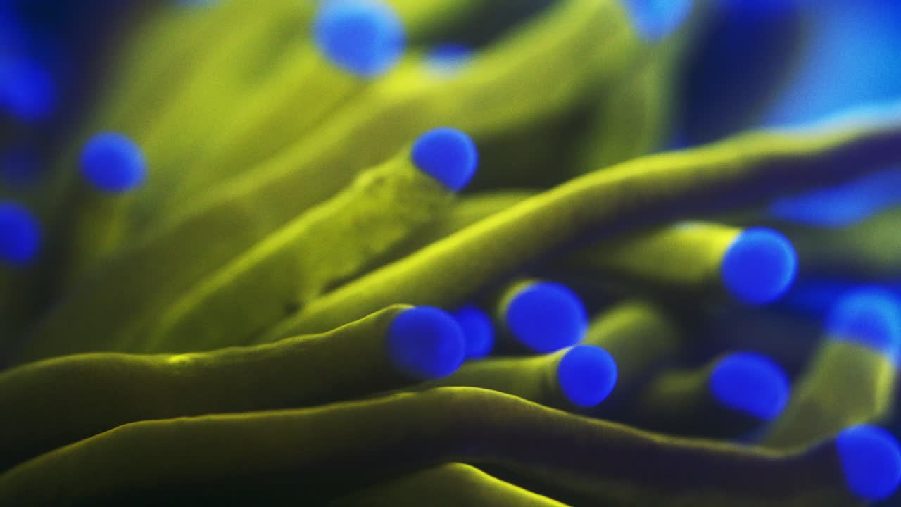 Macro close-up shot of Euphyllia glabrescens 24K under actinic light, showing golden yellow tentacles and deep blue tips in smooth swaying motion