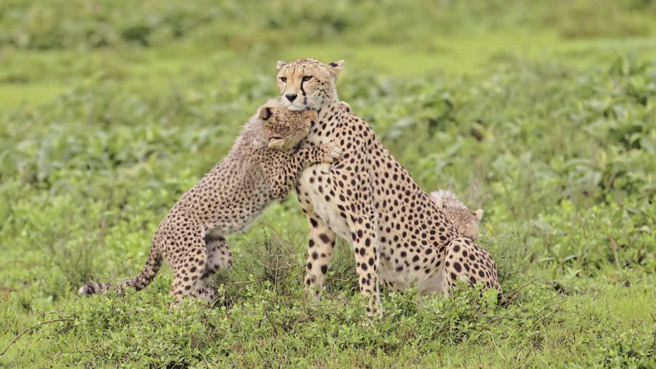 Cute Cheetah Cubs and Mother Playing in Serengeti Tanzania in Africa, Serengeti National Park African Wildlife on Safari Animals Game Drive Being Playful with Rough and Tumble