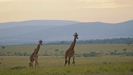 Two-giraffes-in-Maasai-Mara-National-reserve-walking-in-front-of-maountains-at-sunset-in-Kenya,-beautiful-Africa-Safari-Animals-in-peaceful-Masai-Mara-North-Conservancy