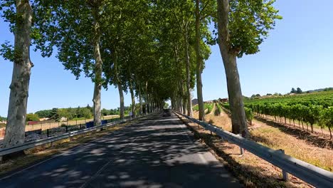 scenic drive through vineyard-lined road