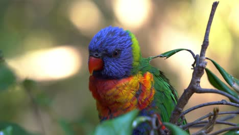 rainbow lorikeets, trichoglossus moluccanus, perching on a tree branch in the wild nature, preening and grooming its beautiful vibrant and colourful plumage in its natural habitat, close up