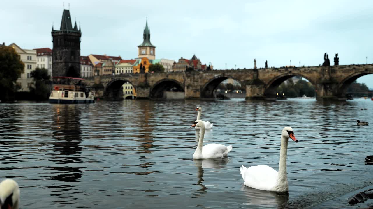 Praga, Repubblica Ceca. Cigni bianchi che nuotano nel fiume Moldava. Il famoso Ponte Carlo sullo sfondo.