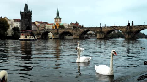 prague, czech republic. white swans swimming in the vltava river. famous old charles bridge on background