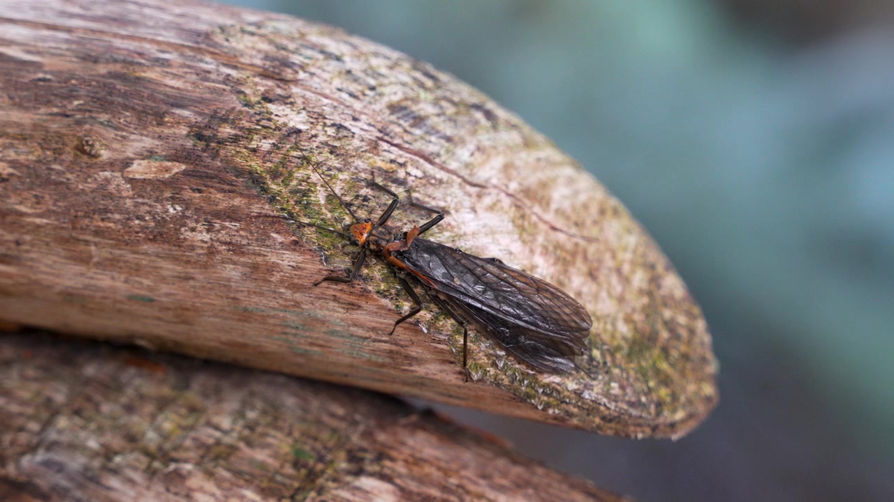 Close-up macro view, stonefly insect resting on a weathered wooden surface in a natural outdoor environment. Detailed view of an aquatic insect and its delicate wing structure