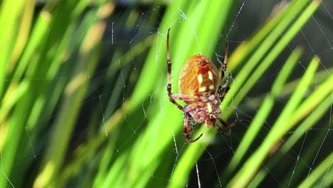 fotografía de cerca de una araña de jardín todavía en la telaraña en la soleada california - araneus diadematus