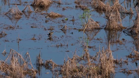 Forrajeando-En-El-Lecho-De-Juncos-Del-Lago,-Dos-Jacana-Metopidius-Indicus-De-Alas-De-Bronce-Están-Buscando-Algo-Para-Comer-En-El-Lago-Beung-Boraphet-En-Nakhonsawan,-Tailandia