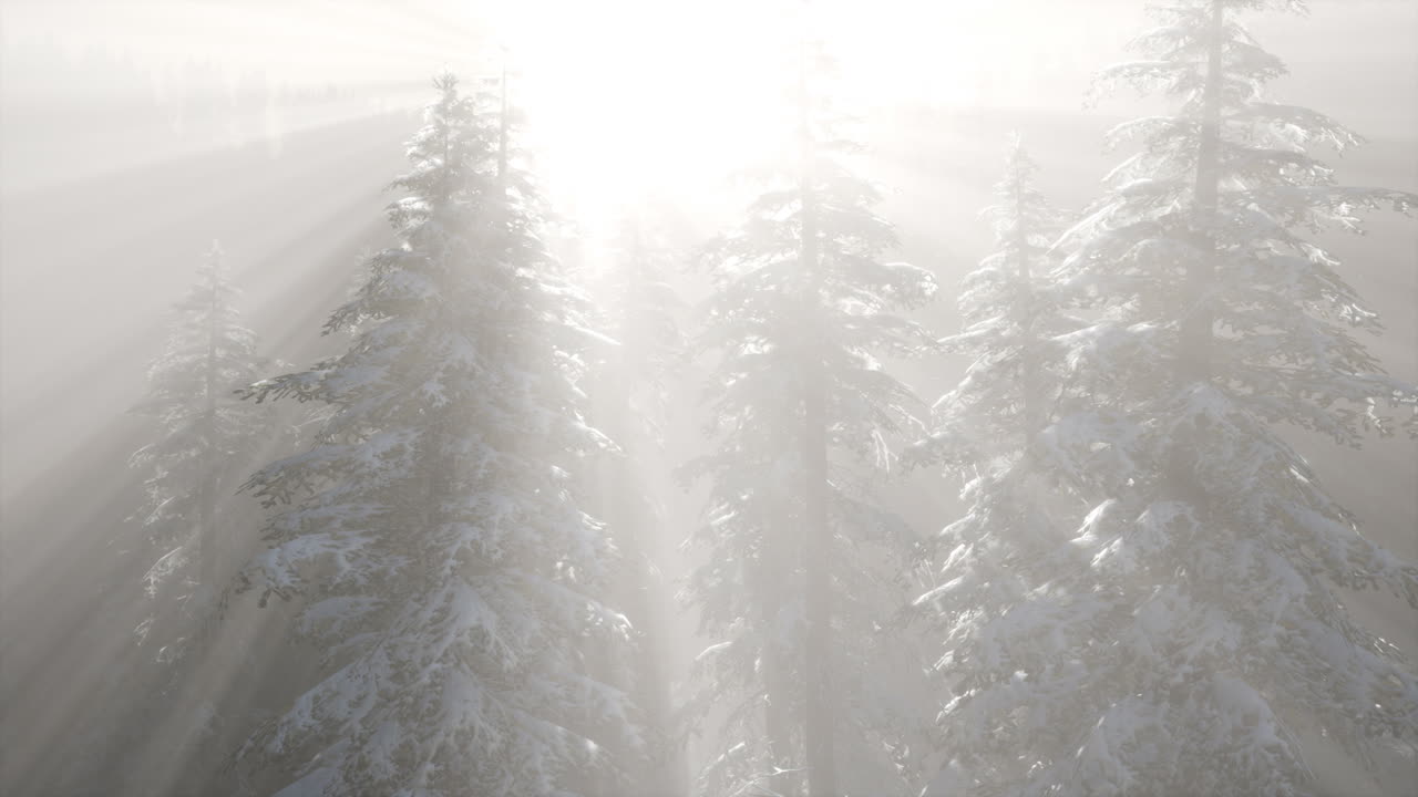 산 기?? 에 있는 소나무 숲 의 안개