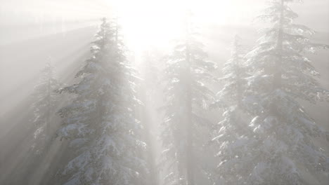 misty fog in pine forest on mountain slopes