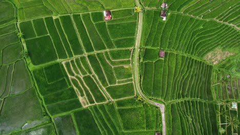 Aerial-view-of-the-Jatiluwih-terraces-ricefield-at-sunrise