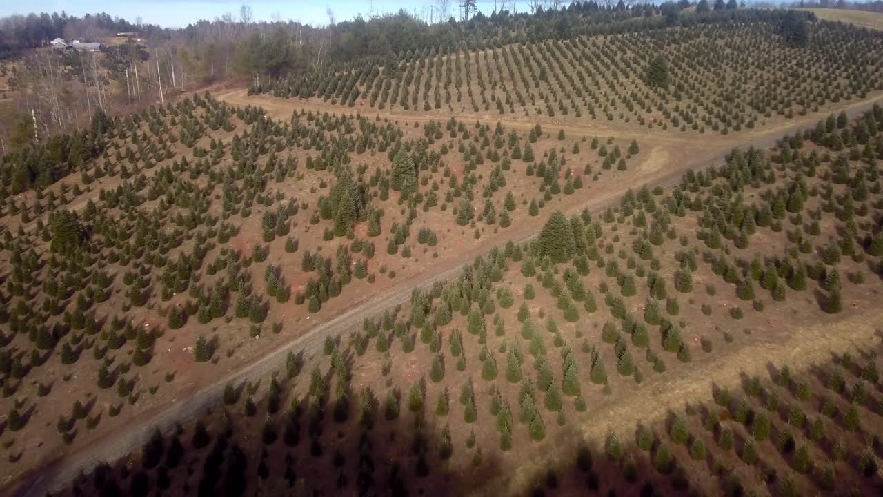 Aerial Christmas Tree Farm in 4K in NC Mountains