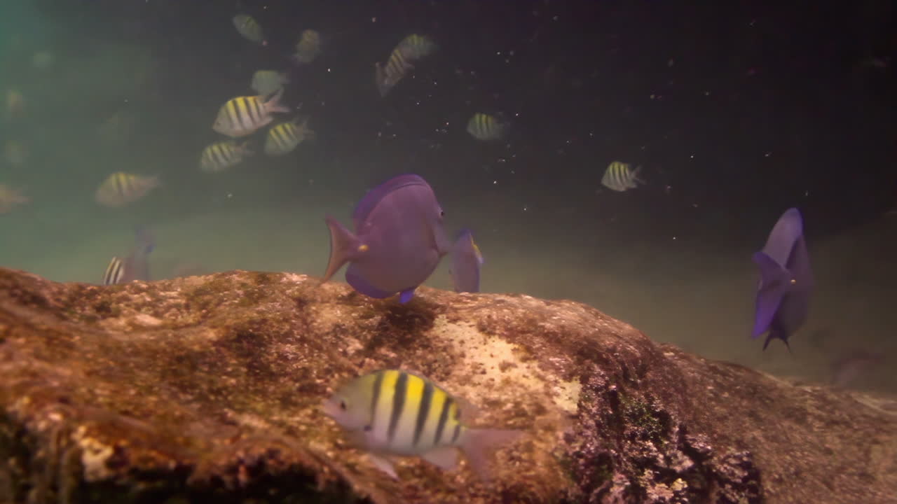 Underwater scene with sergeant major fish