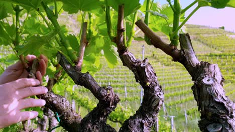 removing excessive shoots from vines in a vineyard