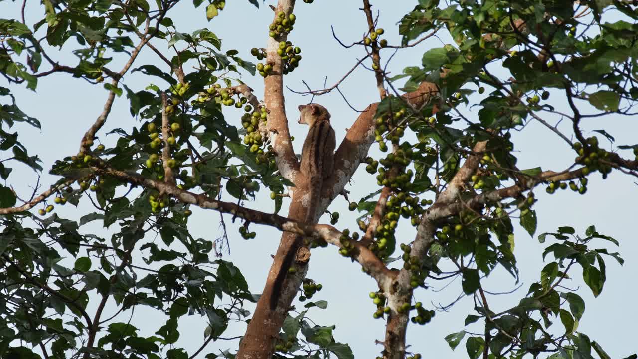 Civetta delle palme dalle tre strisce (Arctogalidia trivirgata) a riposo tra due rami mentre mangia frutti, vista di spalle, Thailandia