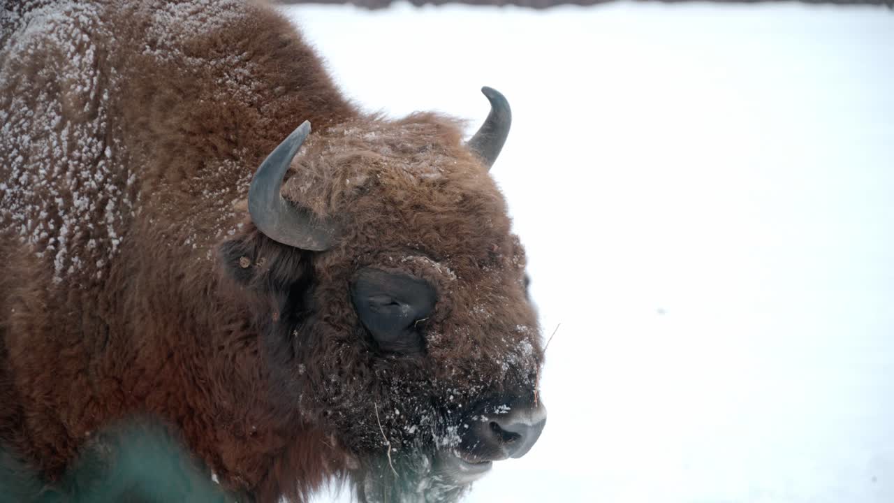 bisonte europeo adulto de cerca cubierto de nieve