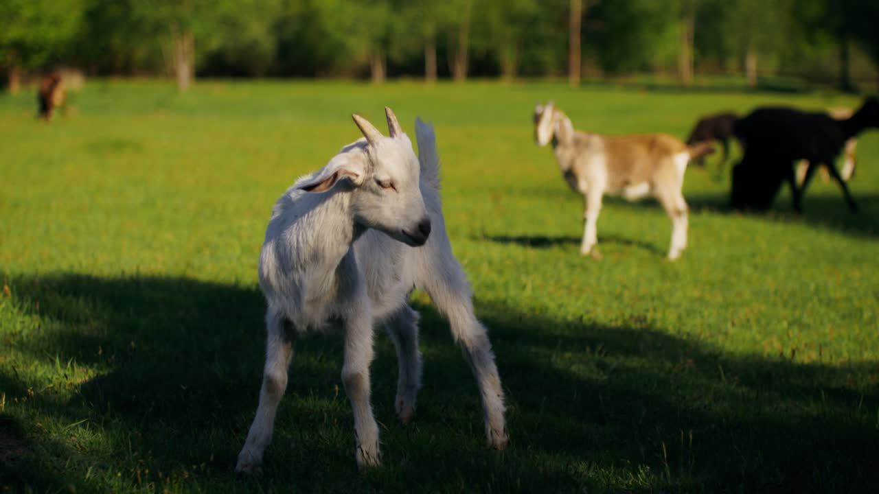 들판 에 있는 어린 염소