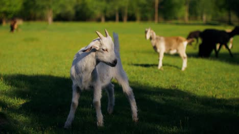 cabra bebé en un campo