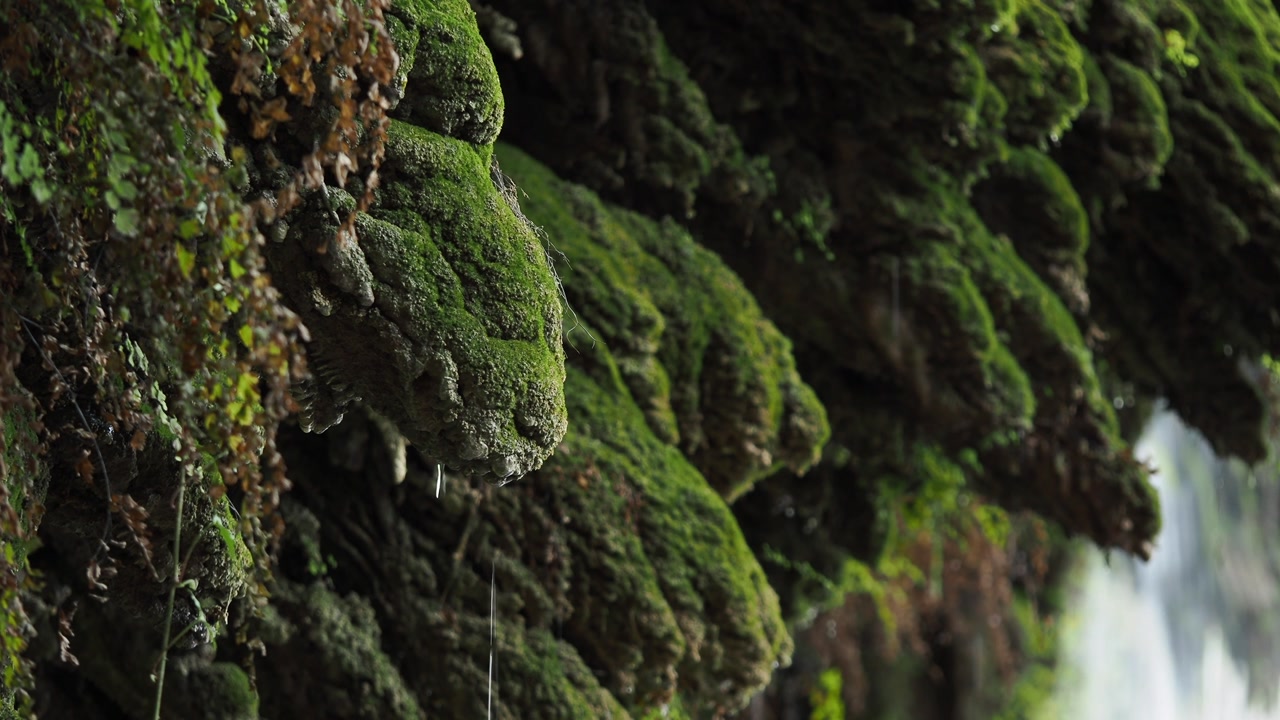 Water Droplets Dripping from Vibrant Green Moss on Rock