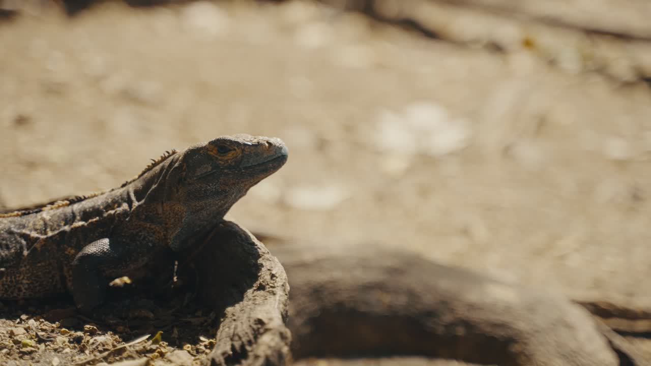 햇볕이 잘 드는 숲에 가시 꼬리 이구아나가 있는 코스타리카 야생 동물