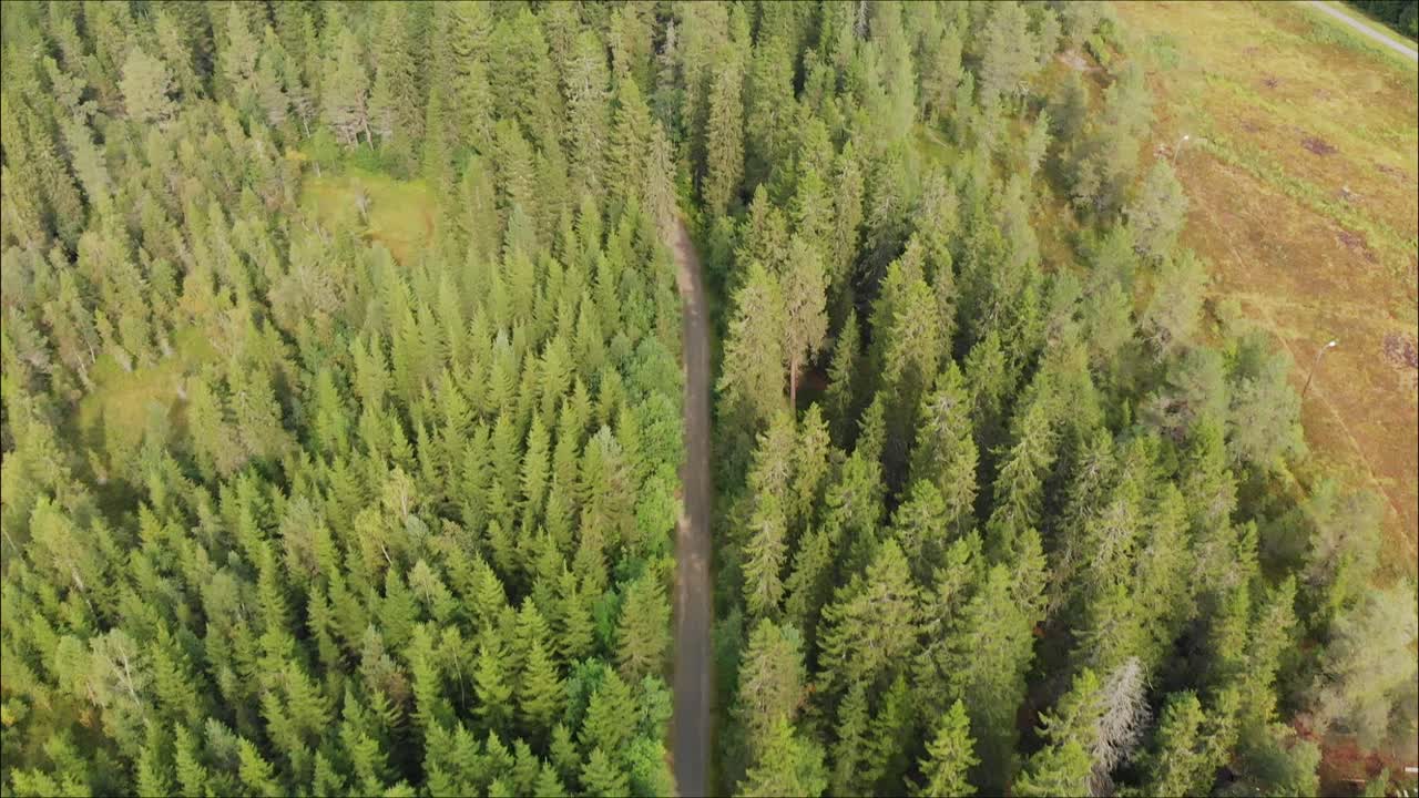 inclinándose desde el camino del bosque hasta el lago con montañas en el fondo