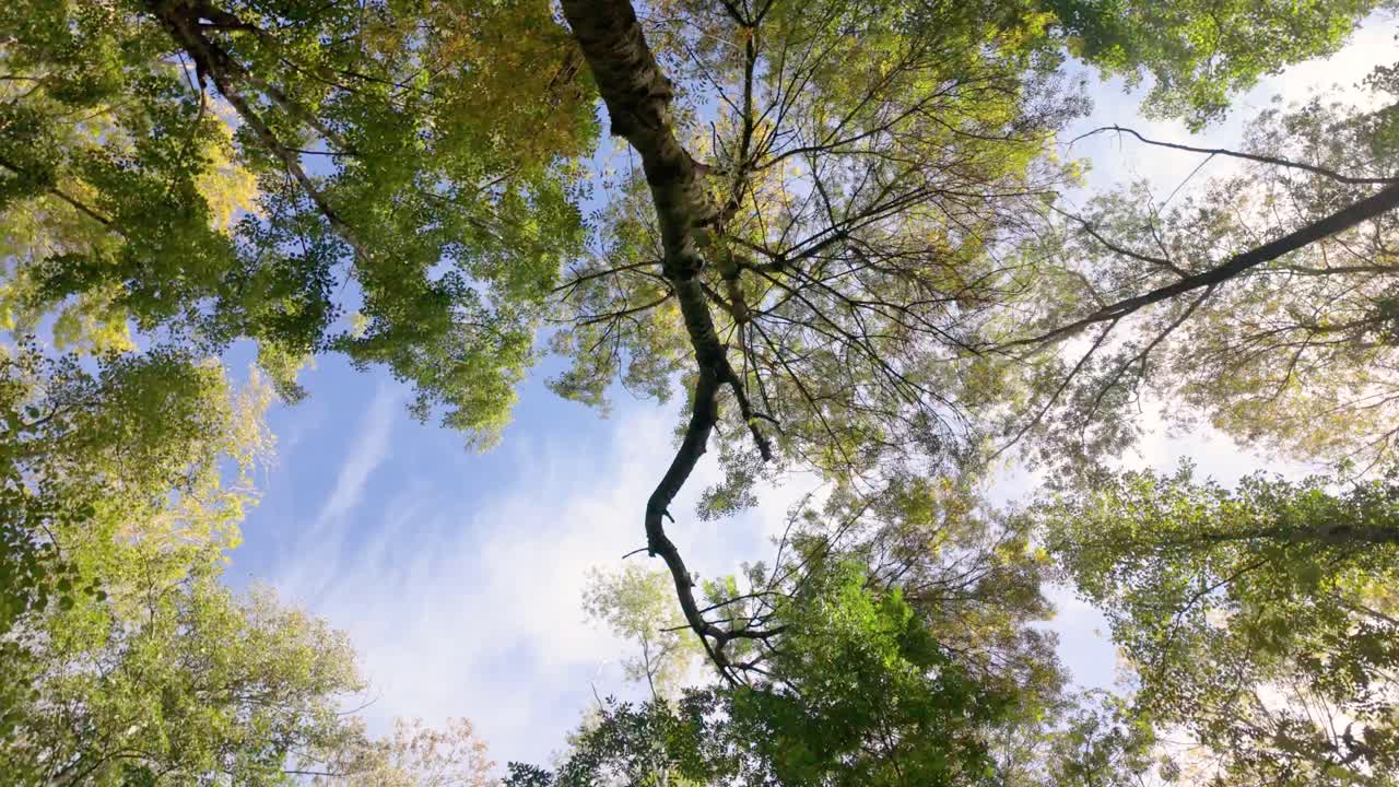 the sky through the canopy of trees. The trees have green and yellow leaves, The branches of the trees create an intricate pattern against the sky, making the scene visually interesting and serene.
