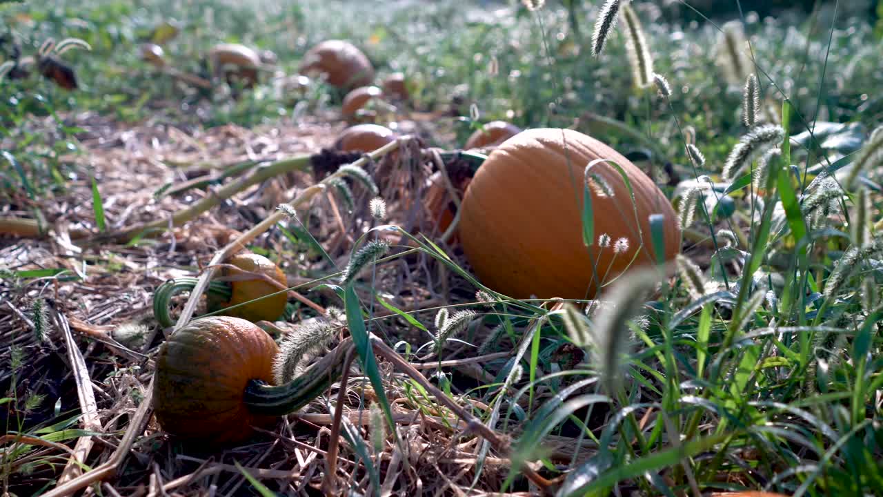 calabazas en un campo de calabazas