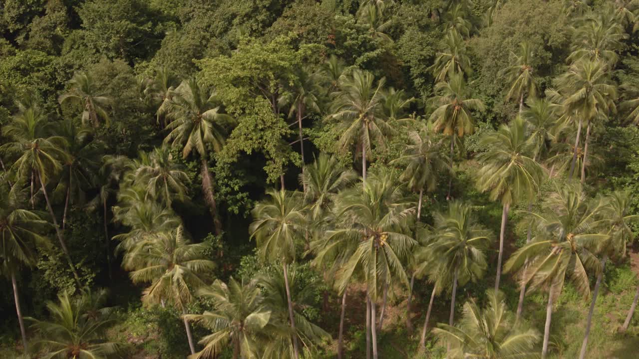 vista aérea de pájaros, tiro de muñeca hacia atrás volando sobre un denso bosque tropical y palmeras con exuberante vegetación en una isla tropical