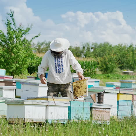 beekeeper is working with bees and beehives on the apiary. bees on honeycomb. frames of a bee hive. beekeeping. honey.