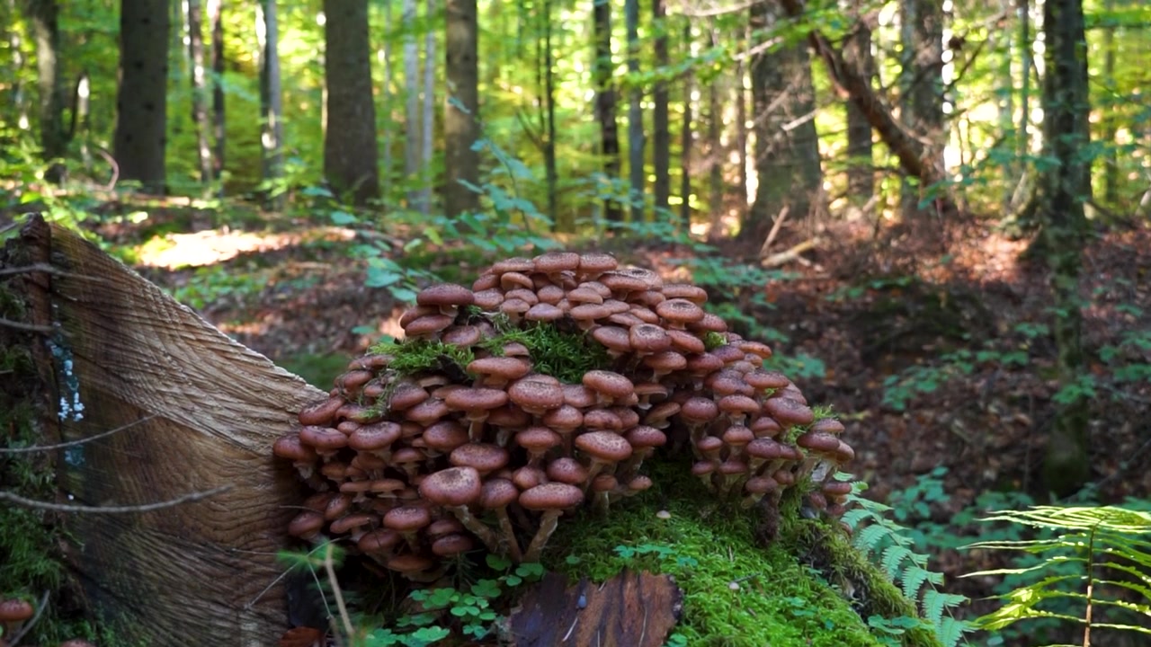 Funghi che crescono su legno muschioso in una foresta lussureggiante della Bucovina, Romania.