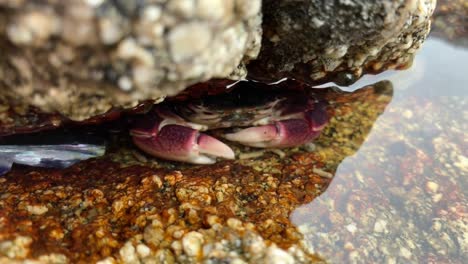 crab hiding under rocks scavenging for food. 4k