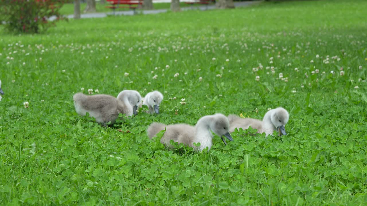 Group of baby swans exploring a green field in springtime