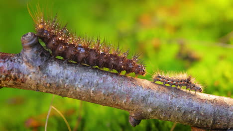 Raupen-Gelbschwanzmotte-(Euproctis-Similis)-Und-Raupe-Phragmatobia-Fuliginosa-Kriecht-An-Einem-Ast-Auf-Grünem-Hintergrund-Entlang.