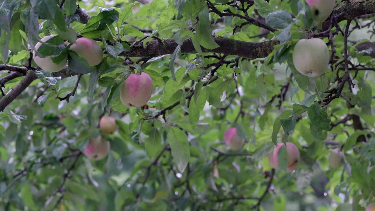 Un manzano con manzanas maduras bajo la lluvia se mece con el viento.