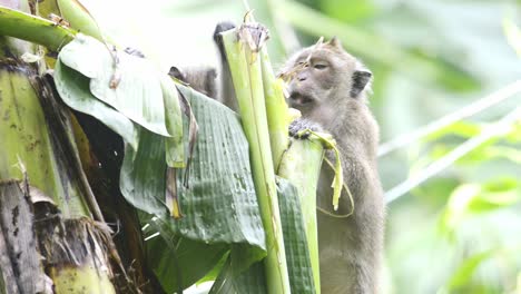 long tail female macaque monkeys feeding on bananas plant leaves and shouts and the monkey burps