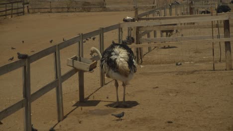 el avestruz es miembro de un grupo de aves conocidas como ratites, es decir, son aves no voladoras sin quilla en el esternón