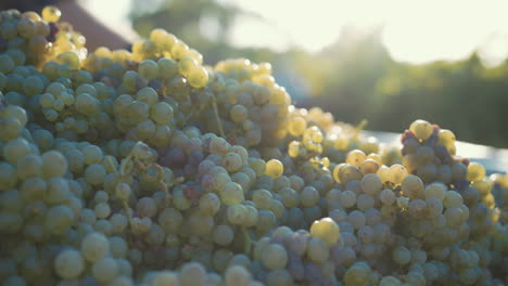 harvesting white grapes at sunset