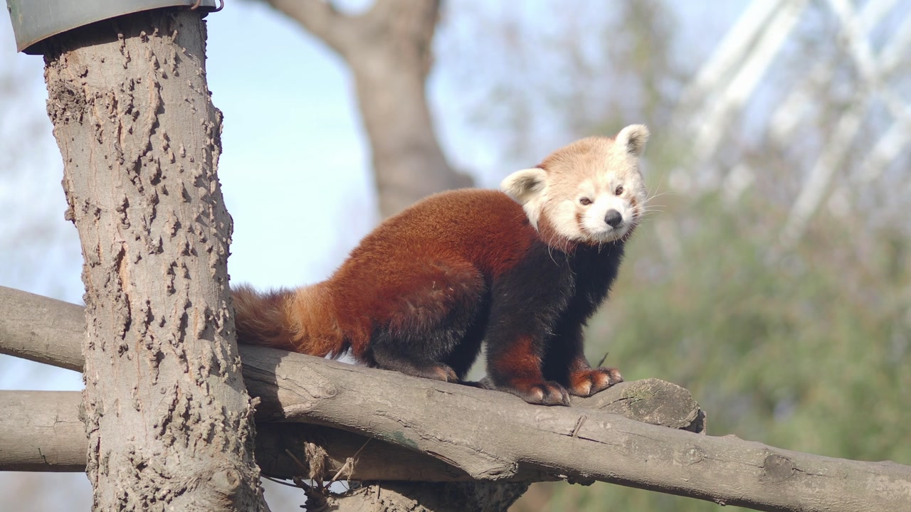 Red Panda Walking on a Tree Branch and Scratching Itself