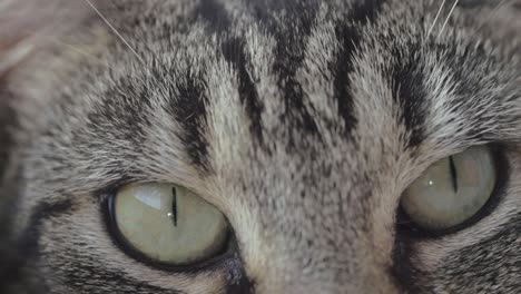 alert young striped tabby cat macro shot of eyes