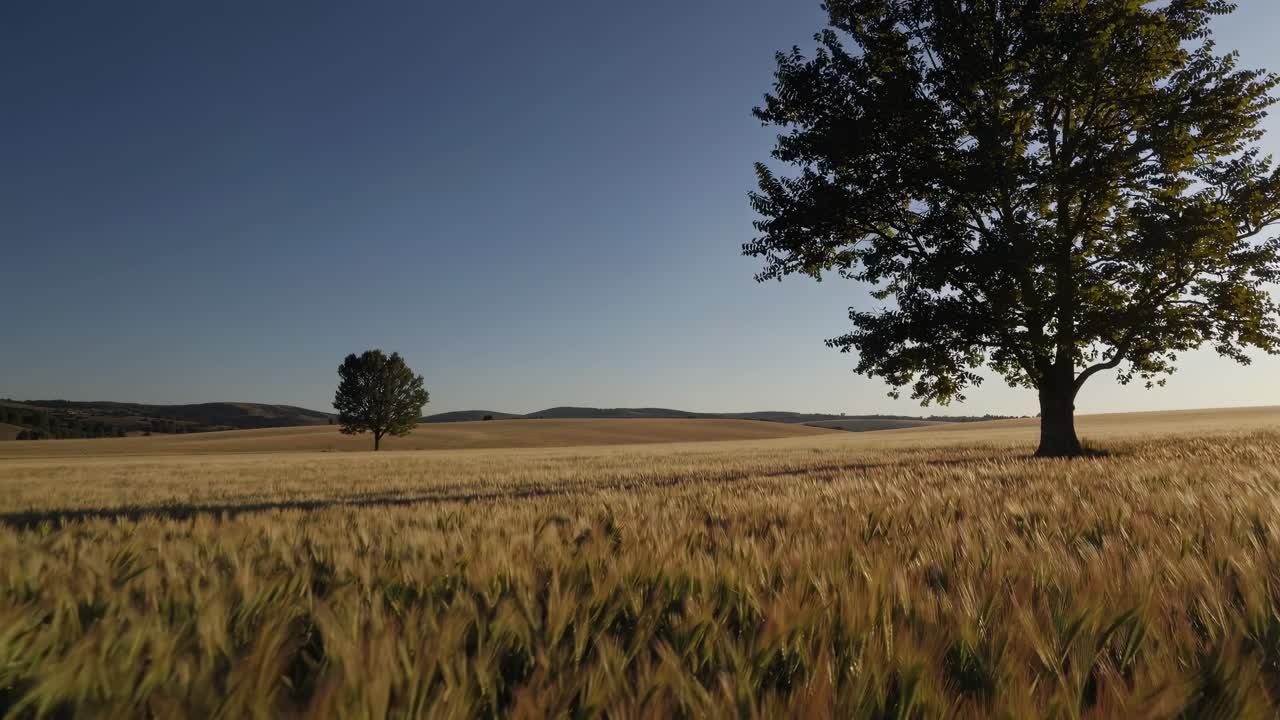 Wide-angle video shot of a solitary tree in a vast wheat field under a clear blue sky