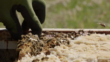 beekeeping - inspection of a beehive frame in an apiary, slow motion close up