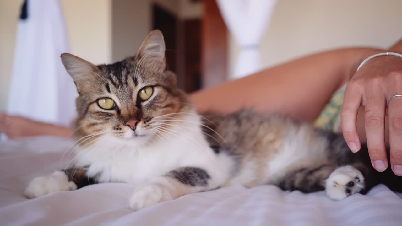 Comfortable domestic cat laying on luxury hotel bed with female in bikini on vacation